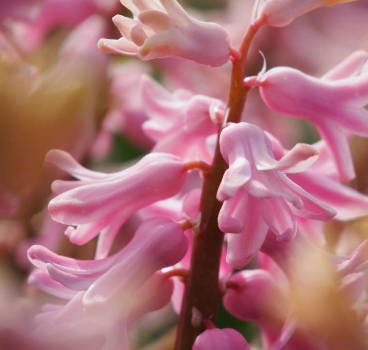 Organic Hyacinthus orientalis 'Fondant'