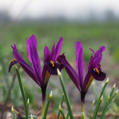 Organic Iris reticulata 'J.S. Dijt'