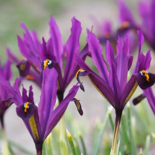 Organic Iris reticulata 'J.S. Dijt'