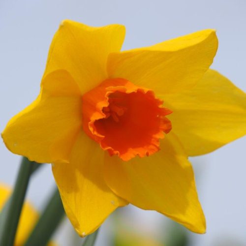 Organic Narcissus 'Brackenhurst'