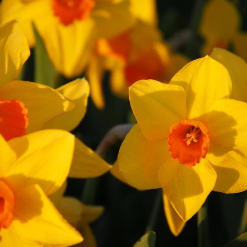Organic Narcissus 'Brackenhurst'