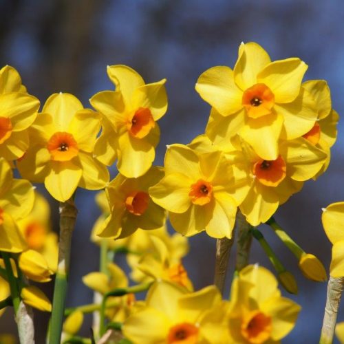 Organic Narcissus 'Martinette'