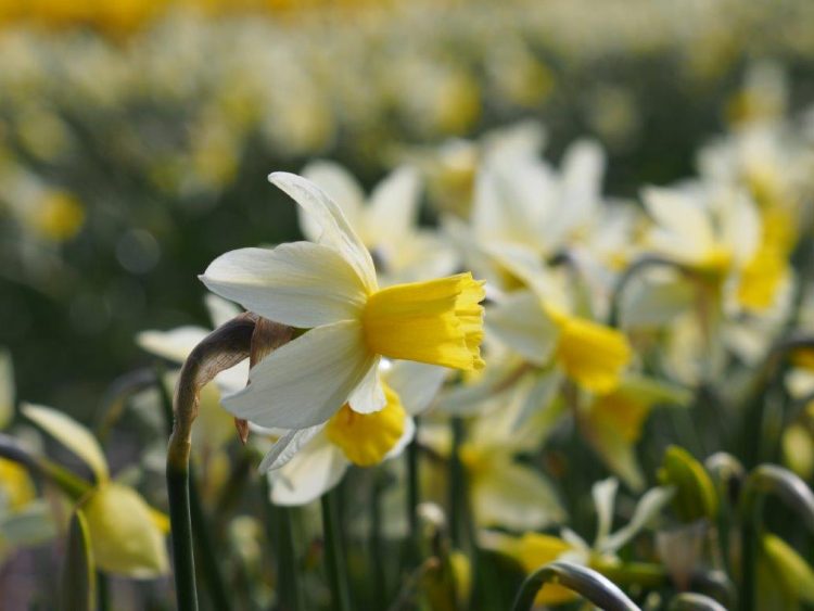 Organic Narcissus 'Sailboat'