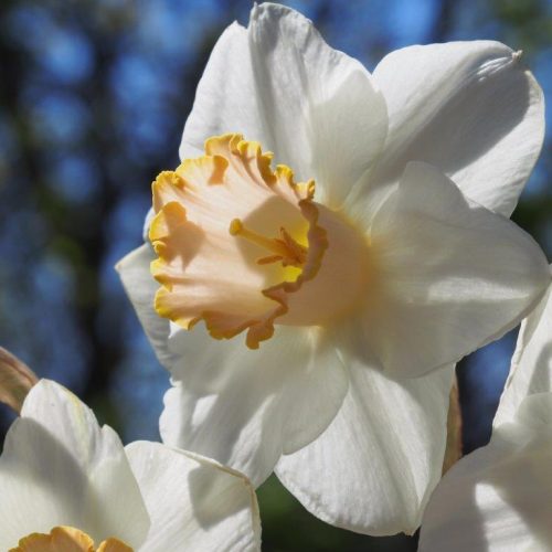 Organic Narcissus 'Salome'