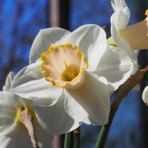 Organic Narcissus 'Salome'