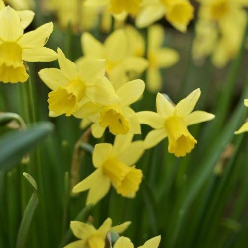 Organic Narcissus Tete a Tete