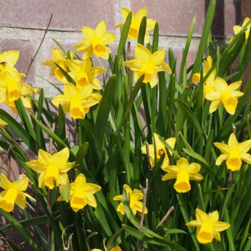 Organic Narcissus 'Tete-a-Tete'