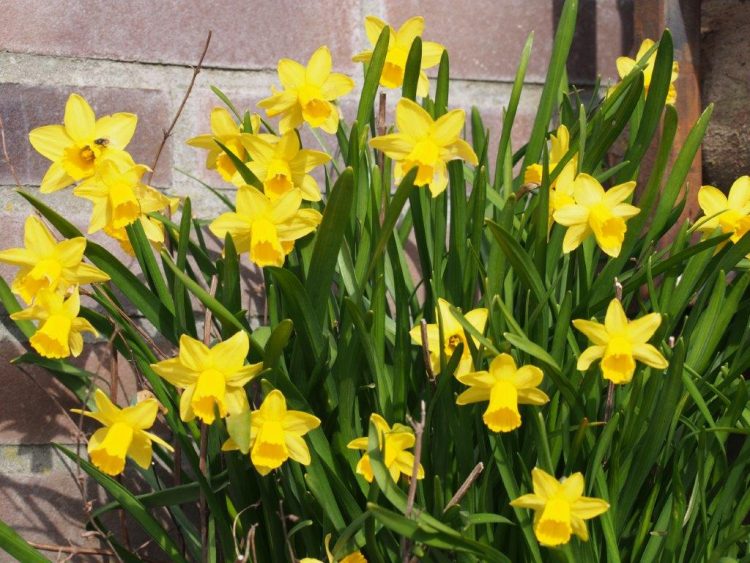 Organic Narcissus 'Tete-a-Tete'