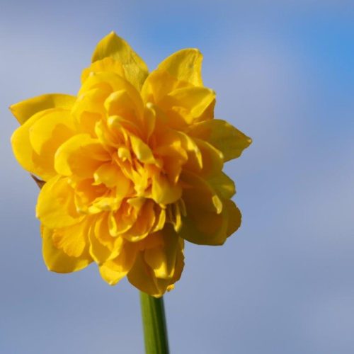 Organic Narcissus 'Tete Rosette'