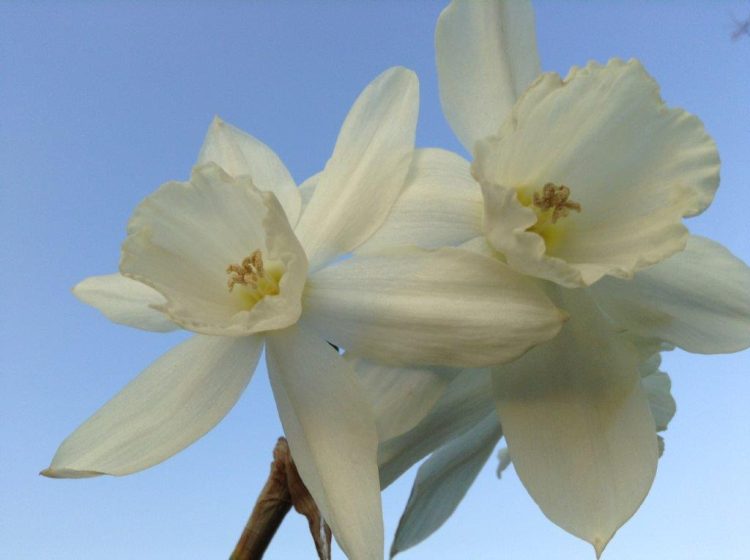 Organic Narcissus 'Thalia'