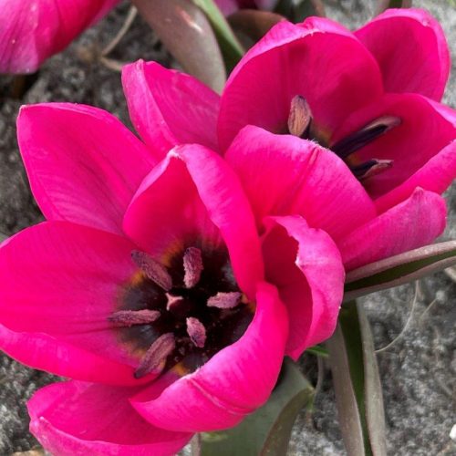 Organic Tulipa humilis 'Violacea Black Base'