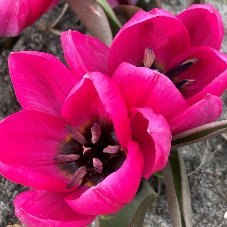 Organic Tulipa humilis ‘Violacea Black Base’ - Organic Gardener