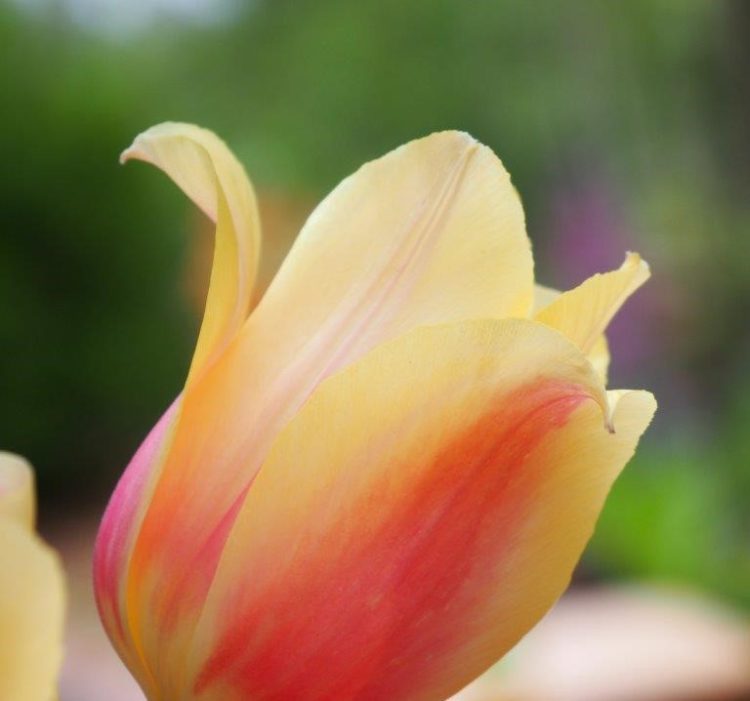 Organic Tulipa 'Blushing Lady'