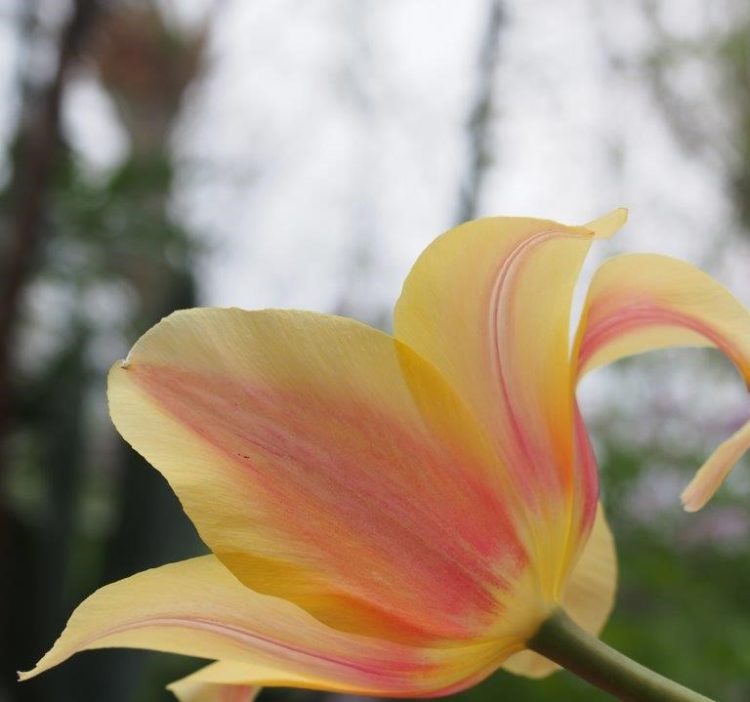 Organic Tulipa 'Blushing Lady'