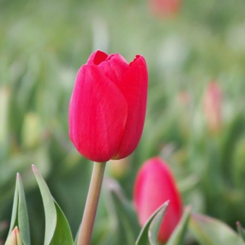 Organic Tulipa 'Fire Clay'