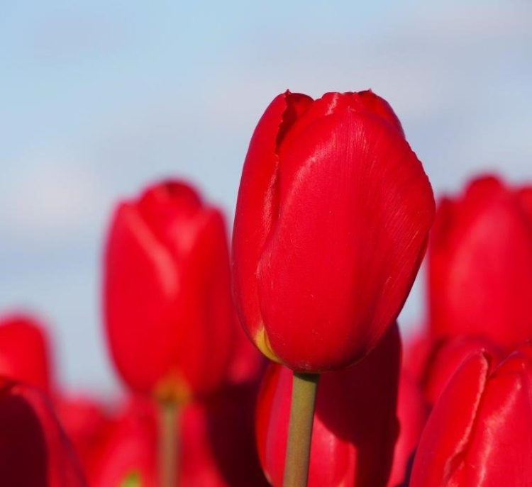 Organic Tulipa 'Fire Clay'