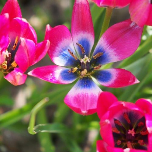 Organic Tulipa humilis 'Little Beauty'