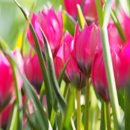 Organic Tulipa humilis 'Little Beauty'