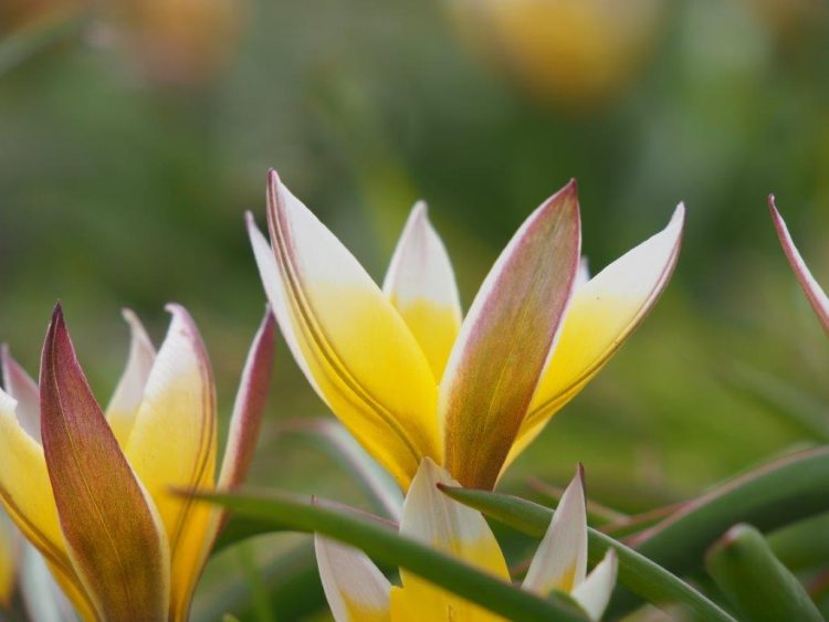 Organic Tulipa tarda