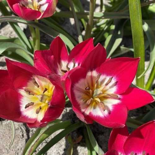 Organic Tulipa 'Tiny Timo'