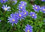 Organic Anemone blanda 'Blue Shades'