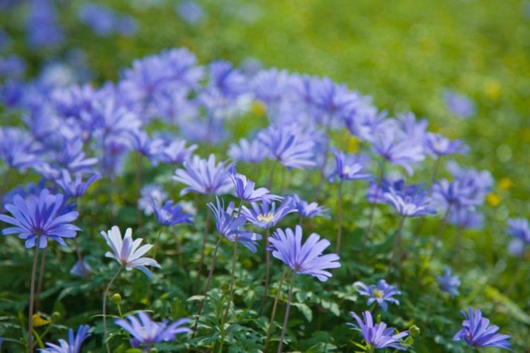 Organic Anemone blanda 'Blue Shades'