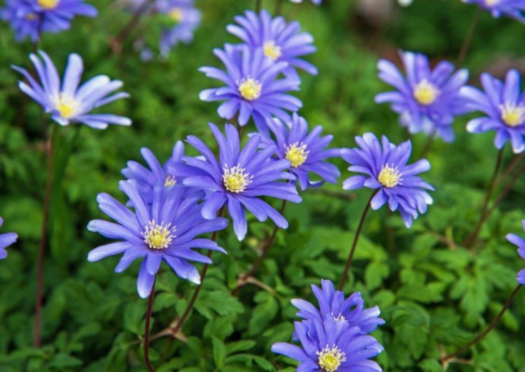 Organic Anemone blanda 'Blue Shades'