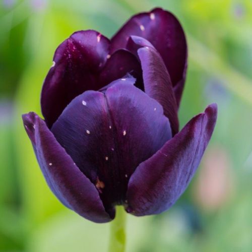 Organic Tulip Queen of Night