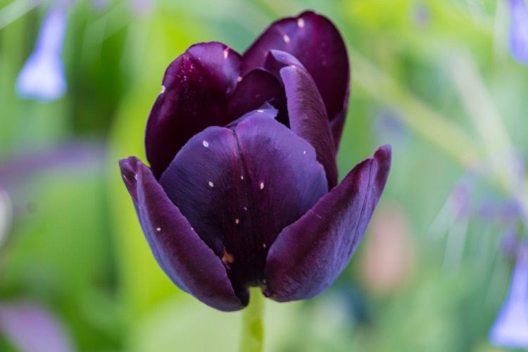 Organic Tulip Queen of Night