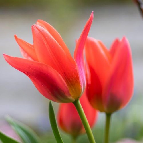 Organic Botanical Tulip praestans 'Zwanenburg'