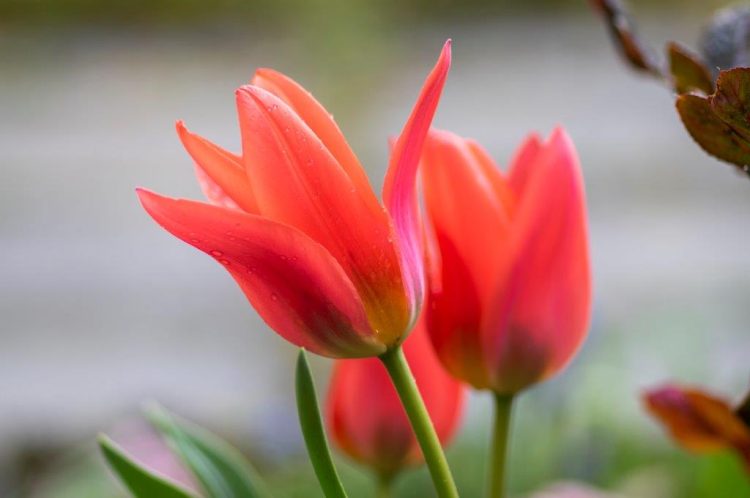 Organic Botanical Tulip praestans 'Zwanenburg'