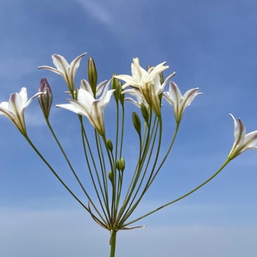 Organic Triteleia - Brodiaea laxa silver queen