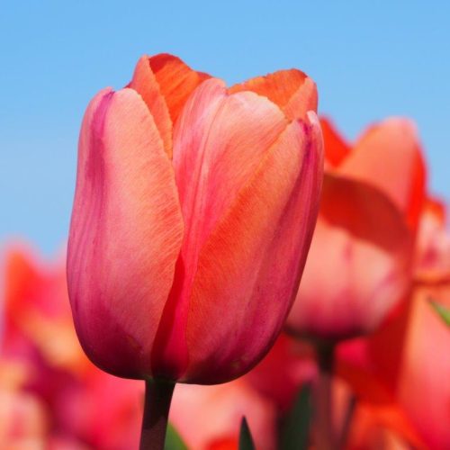 Organic Tulip 'Apricot Impression'