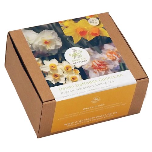 Organic Flower Bulb Gift Box - Devon Daffodils