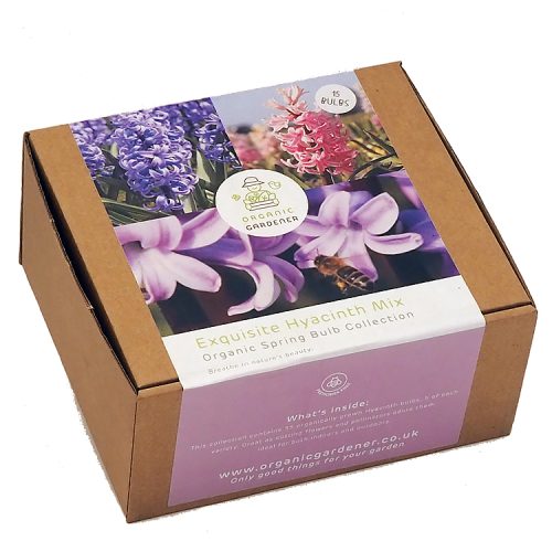 Organic Exquisite Hyacinths Flower Bulb Mix - Gift Box