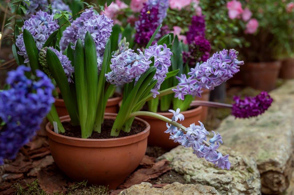 Organic Hyacinths