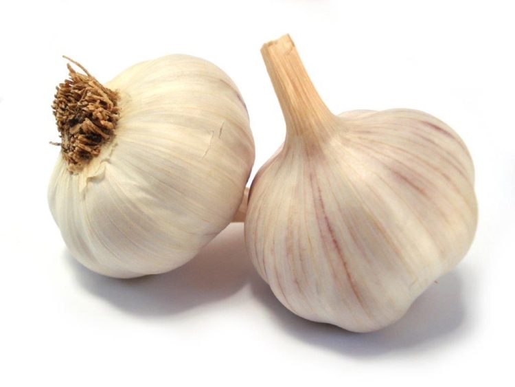 Organic Garlic Messidor