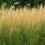 Calamagrostis 'Karl Foerster' (Organic)