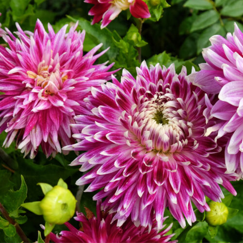 Dahlia ‘Vancouver’
