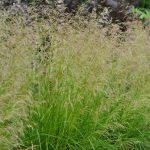 Deschampsia 'Goldtau' (Organic)