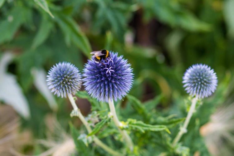 Echinops bannaticus 'Blue Globe' (Organic)