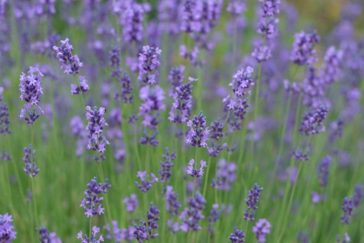 Organic Lavender 'Hidcote'