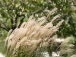 Miscanthus sinensis 'Kleine Silberspinne' (Organic)