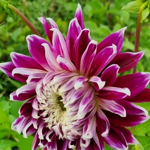 Dahlia ‘Vancouver’