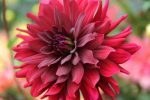 Organic Dahlia Arabian Night