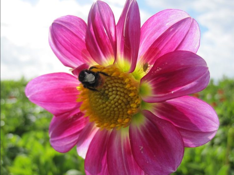 Organic Dahlia Sweetheart