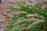 Pennisetum alopercoides 'Red Head' (Organic)