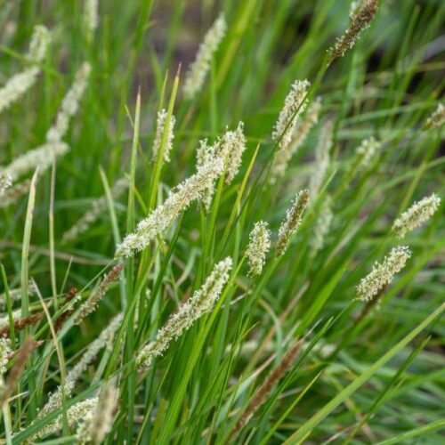 Sesleria autumnalis (Organic)