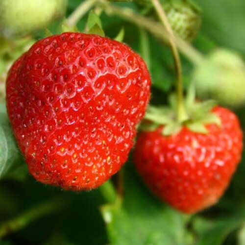 Organic Strawberry Pendula