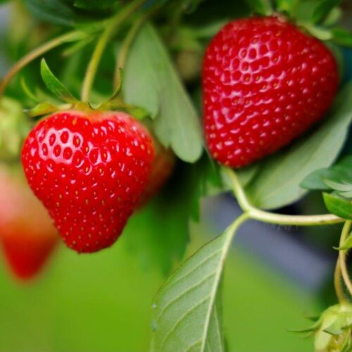 Organic Strawberry Springberry